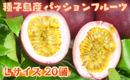 【 先行予約 】種子島 さご農園 パッションフルーツ サマークイーン (20個)　NFN040【450pt】 