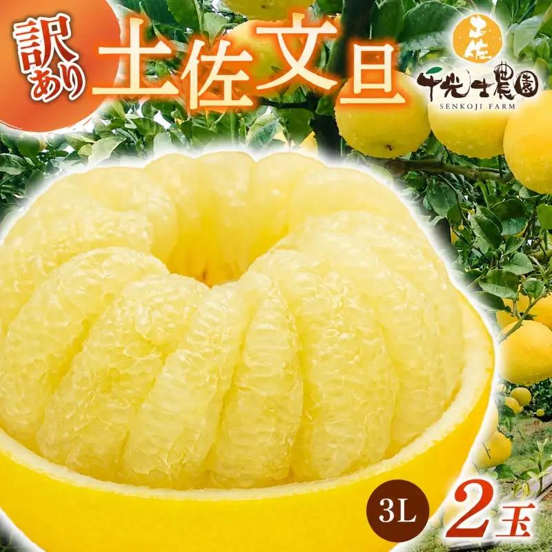 土佐文旦 3Lサイズ×2玉【文旦】