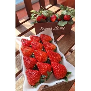 【年内発送】完熟・採れたてイチゴ「紅ほっぺ」大粒1.2kg(300g×4P)【配送不可地域：離島・北海道・沖縄県・東北・中国・四国・九州】【1694690】