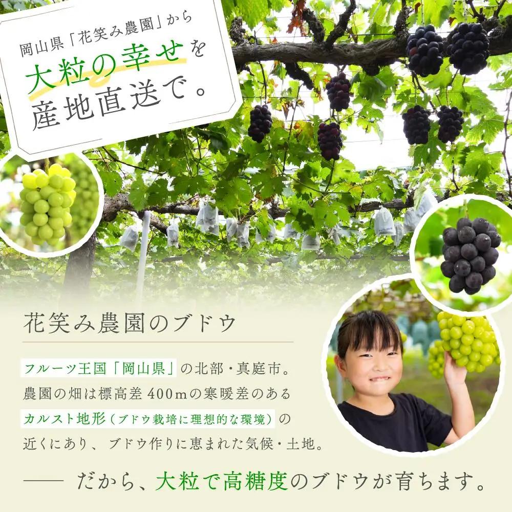 ぶどう 岡山県産シャインマスカット＆クイーンニーナぶどう 1㎏（2房） 【hana066-02】