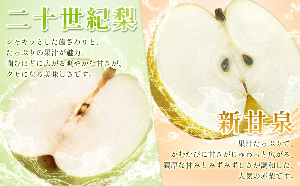 先行予約 二十世紀梨と新甘泉セット 3kg｜鳥取 果物 フルーツ なし 梨【41040】