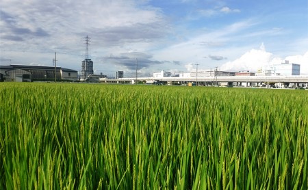 お米 令和7年産 ぴかまる 5kg 無農薬 お米