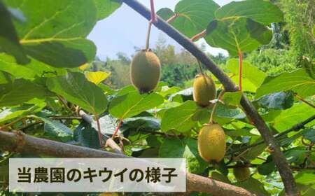 キウイ フルーツ 5kg 吉田農園 家庭用 グリーンキウイ ヘイワード キウイフルーツ デザート スイーツ 果物 農家直送 産地直送 数量限定 国産 愛媛 宇和島 F014-160001