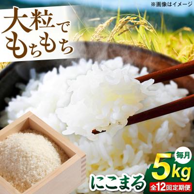 ふるさと納税 糸島市 【全12回定期便】 にこまる 玄米品質1等米 白米 5kg 糸島市産 [AGR010]