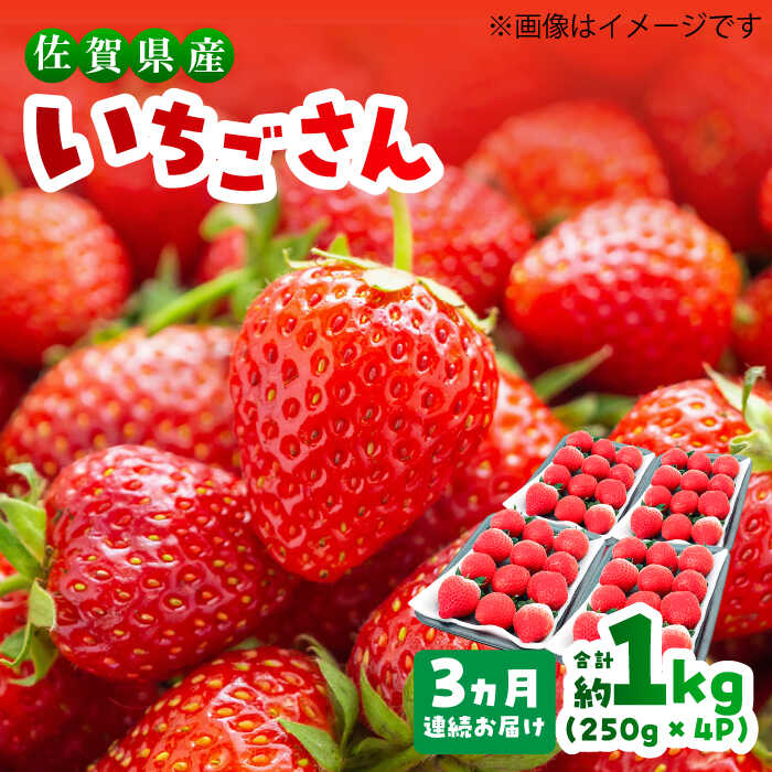【ふるさと納税】【1月〜3月発送】【全3回定期便】いちごさん 計1kg以上（約250g×4P）/ いちご イチゴ 果物 /吉野ヶ里町/TZファーム[FDF002]