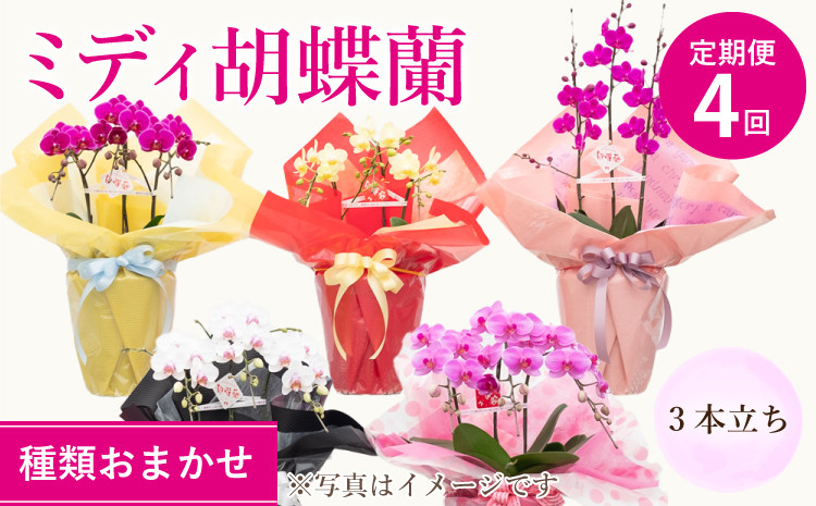 
            胡蝶蘭 定期便 熊本県産 ミディ 3本立ち×4回 【定期便4回】ミディ胡蝶蘭 3本立ち 洋蘭 観賞用 植物
          