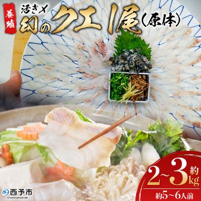 ふるさと納税 西予市 <活き〆 幻のクエ(養殖)1尾> 原体 真クエ くえ 約2kg〜3kg 約5〜6人前 宇和海産 鍋用