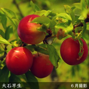＜すだ農園＞2年生 苗木◇スモモ(李 プラム)大石早生(おおいしわせ)[地掘苗 2024年]　※2025年12月上旬～2026年4月下旬頃に順次発送予定　※北海道・沖縄・離島への発送不可
