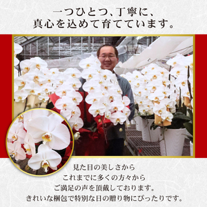 胡蝶蘭 3本立ち ラッピング付き 開花輪30輪以上 花 花 花 花