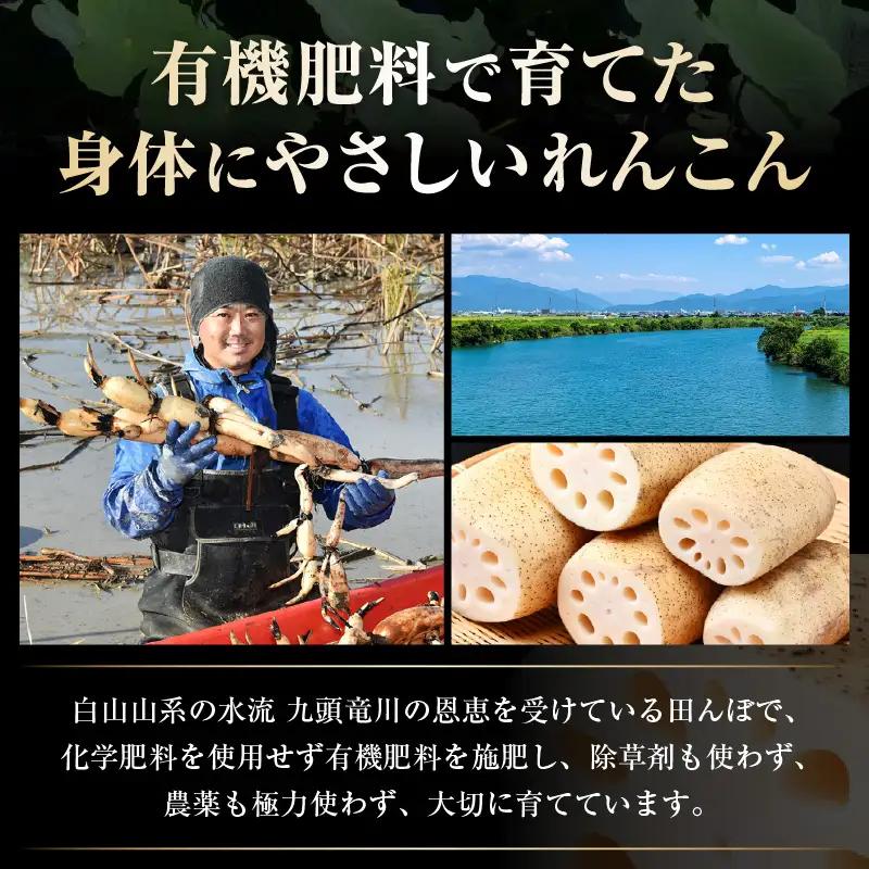 【先行予約】洗いれんこん2kg《発送直前に収穫してお届け！》 シャキっとした歯触り！ ／ 有機肥料 低農薬 蓮根 レンコン 野菜 根菜 正月【2026年11月中旬以降順次発送予定】 [aw056-a0