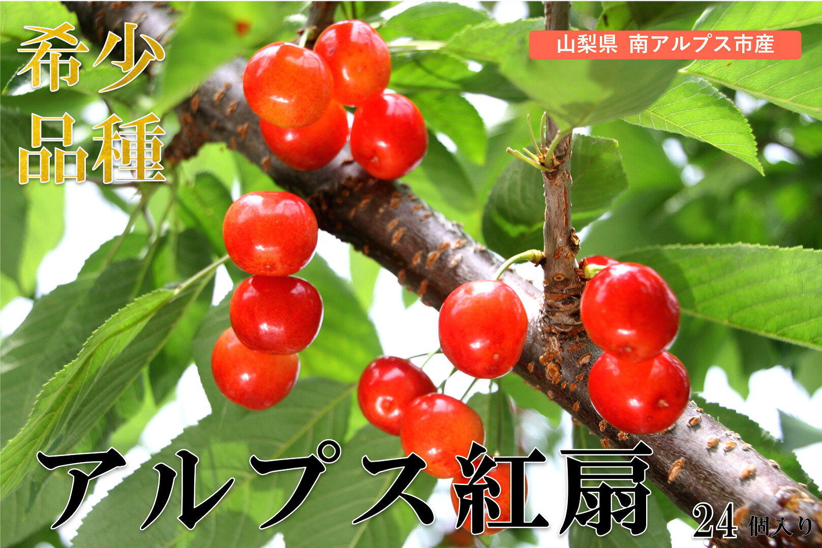 【ふるさと納税】＜2026年発送先行予約＞ 南アルプス市産　アルプス紅扇　24個入り（2L以上） ふるさと納税 おすすめ 山梨県 南アルプス市 送料無料 ALPCM001