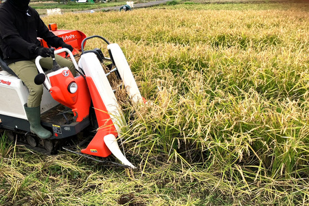 令和6年産 伊勢原の米「はるみ」9kg (450g×20袋) 精米済｜米 お米 伊勢原 はるみ 令和6年産 精米 いせはらVILLAGE [0287]
