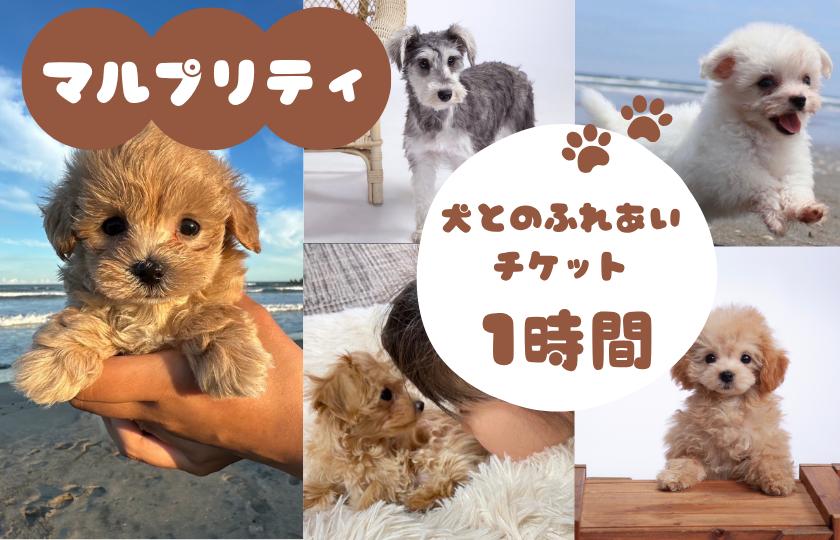 
            マルプリティ　犬とのふれあいチケット　1時間 ／ 犬 マルプー ミックス犬 犬貸し出し 犬レンタル レンタルドッグ レンタルペット ペットレンタル 犬と散歩 散歩
          