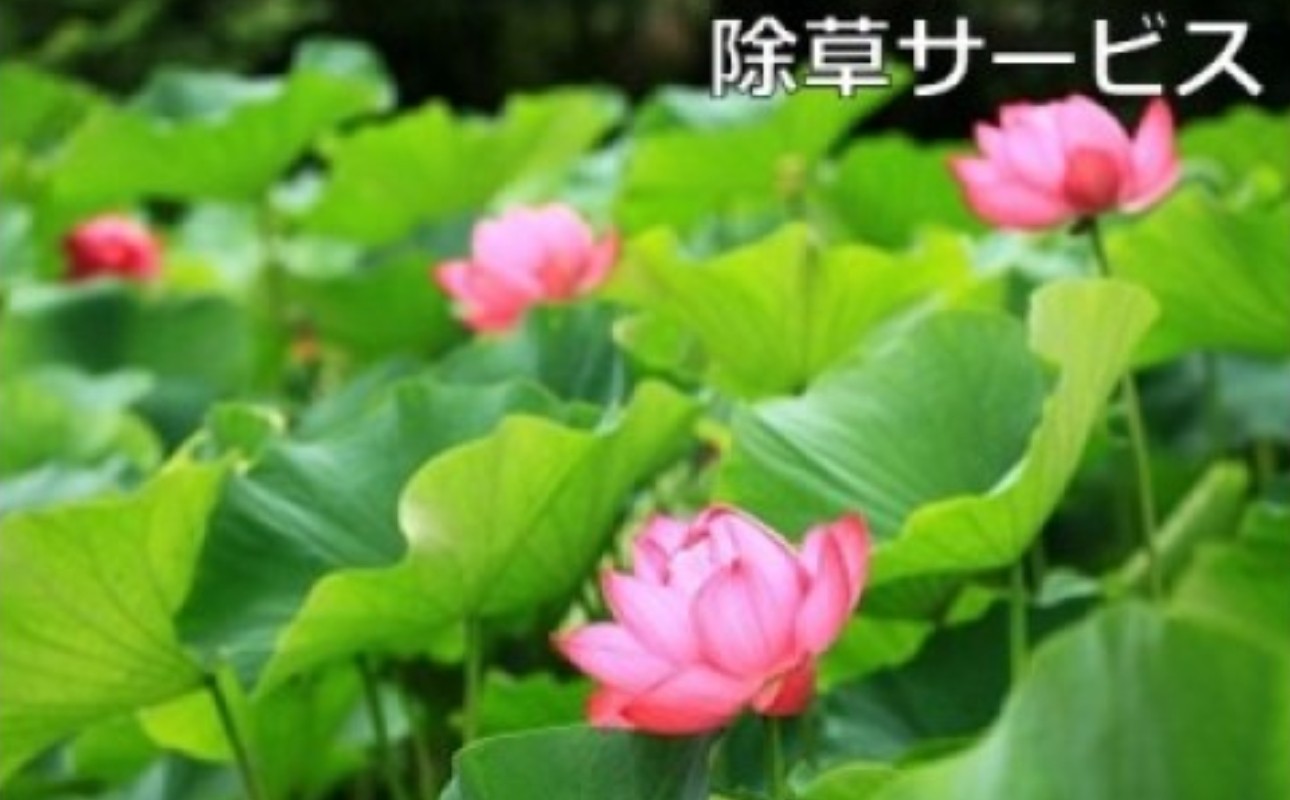 
                  ご先祖見守りサービス：除草サービス～お墓の管理をお手伝いします～
                