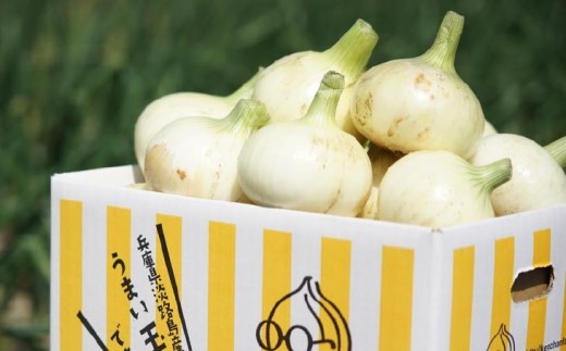 ＼うまい玉ねぎできたでー／ケンちゃんファームの特別栽培・新玉ねぎ10㎏～ひょうご安心ブランド認証取得～