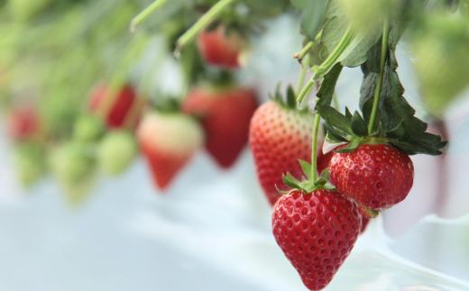 いちごの最適な環境づくりのため、徹底したハウス管理を心がけています。