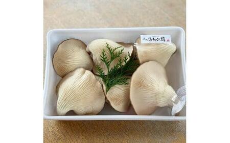 特選 竜王 足太あわび茸 ( 生 ) 700g 希少 足太あわび茸 きのこ キノコ 肉厚 国産 食材 健康 農薬不使用 竜王産 滋賀県 竜王町 送料無料 贈り物 ギフト 産地直送