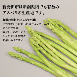先行予約 アスパラガス 1kg 約40本 アスパラ 野菜 旬 アスパラ 旬の野菜 アスパラ のぞみファーム  新潟県 新発田市 nozofarm001
