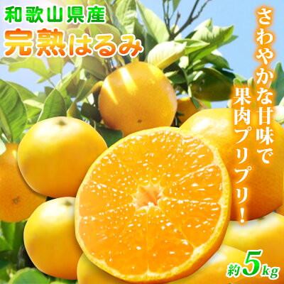 
            G7056_ 果肉ぷりぷり！完熟 はるみ 5kg【ミカン 蜜柑 春みかん 柑橘 和歌山 有田 春見】
          