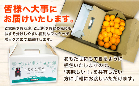  訳あり みかん ひとくちもぎたてみかん約 7kg (3.5kg×2箱) S-3Sサイズ 《9月下旬-12月下旬頃出荷》 みかん 訳ありみかん 熊本県産みかん 大容量