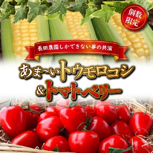 【2025年度予約分】あま～いトウモロコシ＆トマトベリー　長田農園しかできない夢の共演 【個数限定】 野菜ソムリエサミット 金賞 受賞 長田農園 産地直送 トマト とまと 野菜 やさい フルーツ サラダ 濃厚 甘い ご褒美 プレゼント 美容 健康 リピート多数 人気 高評価 数量限定 碧南市 H004-160