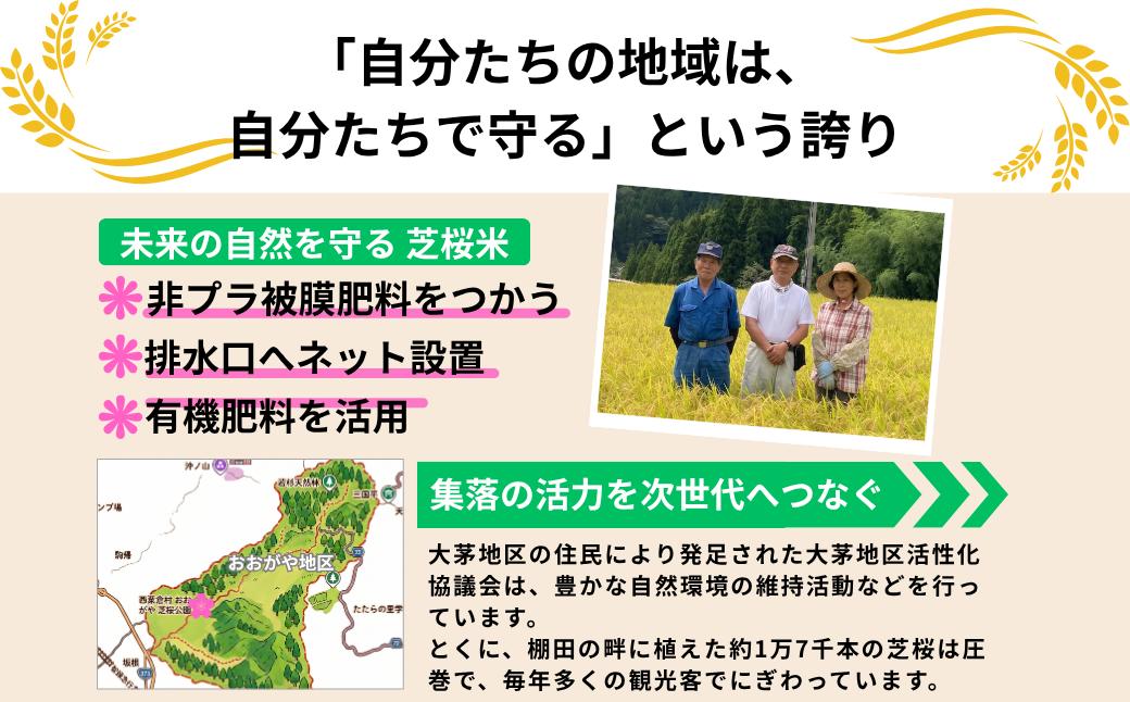 《先行予約 2026年10月発送》【3回定期便】白米 5kg 令和8年産 あきたこまち 岡山 「おおがや 芝桜米」 G-bf-BFCA