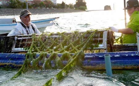 もずくとアーサぞうすい　6個入り×2箱セット【アーサの安里】 魚介類 海藻 ヘルシー 魚介類 海藻 簡単 魚介類 海藻 魚介類 海藻 魚介類 海藻 手軽