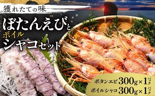 獲れたての味！北海道余市産 ボタンエビ 300g＋ボイルシャコ300g セット 地元漁港直送 急速超低温冷凍 刺身用 海鮮丼 生食可 国産 天然 食べ比べ 海の幸 詰め合わせ 送料無料