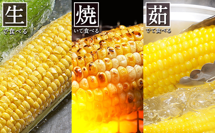 日本最速級出荷 朝採り ゴールドラッシュ 20本入り 3L-Lサイズ 《6月上旬- 6月末頃出荷》 熊本県 大津町 スイートコーン フルーツコーン とうもろこし トウモロコシst-p