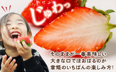 ≪先行予約！≫ 章姫 訳ありいちご 計1kg ( 約250g × 4 ) いちご イチゴ 苺 豊橋 規格外