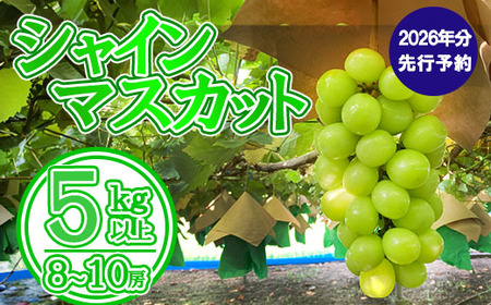 【数量限定】【2026年発送分 先行予約】シャインマスカット（５ｋｇ以上・８～１０房）　シャイン マスカット ぶどう ブドウ 葡萄 フルーツ 果物 くだもの 山梨 やまなし 富士川町