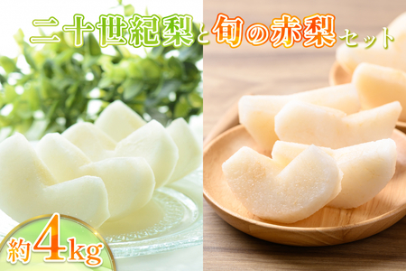 【2026・先行予約】二十世紀梨と旬の赤梨セット 4kg｜鳥取 果物 フルーツ なし 梨 品種はおまかせ 2026年収穫後【41039】