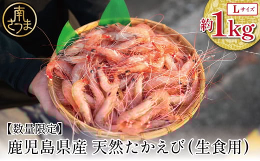 【数量限定】鹿児島県産 天然たかえび（生食用） 約1kg ［Lサイズ］ 薩摩甘エビ ヒゲナガエビ 刺身 海鮮 海老 海鮮丼 塩焼き 冷凍 丸航丸 南さつま市 野間池