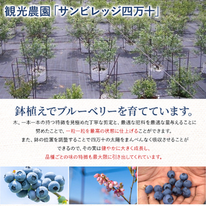 【新鮮ブルーベリー】 生果実 （115g×6パック）Cvs-A10 ブルーベリー 四万十町産朝どれ