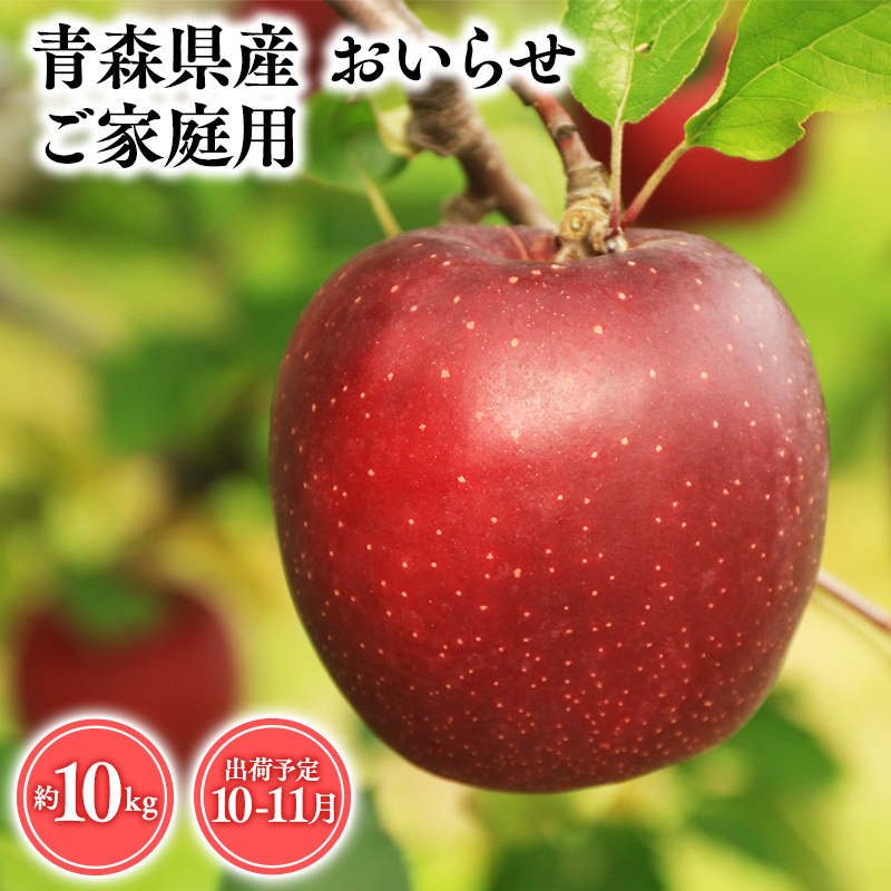 2025年産 １０月・１１月発送　【訳あり】家庭用おいらせ10ｋｇ　【そと川りんご園・１０月・１１月・青森県産・平川市・りんご・おいらせ・10ｋｇ・訳あり・家庭用】