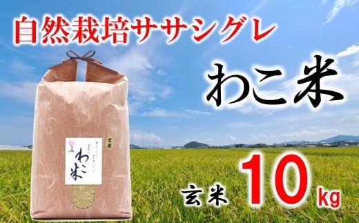 新米 予約 玄米 10kg ササシグレ 自然栽培 幻 お米 自然栽培米 令和7年産 数量限定 わこ米 米 コシヒカリ より あっさり 甘み 体 に やさしい 石川県 石川 羽咋 能登 予約 健康 復興支援 災害支援 先行予約