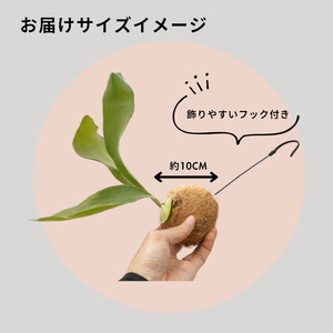 ビカクシダ（コウモリラン）苔玉 ネザーランド