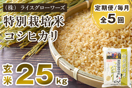 【令和8年産新米先行予約】【定期便5ヶ月毎月お届け】新潟県加茂市産 特別栽培米コシヒカリ 玄米25kg（5kg×5）《10月上旬～順次出荷》 従来品種コシヒカリ （株）ライスグローワーズ