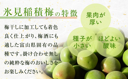梅干し お米（10kg）付き！　｜　富山県 氷見市 固定種 稲積梅 梅 梅干し 手作り 果実 昔ながら 無添加 酸っぱい 肉厚 お米 セット GI認証 GI登録