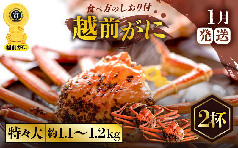 
            越前がに本場の越前町からお届け！ ≪浜茹で≫越前がに 特々大サイズ × 2杯（生で1杯約1.1～1.2kg）食べ応え十分 食べ方しおり付き【かに カニ 蟹】【福井県 越前町 雄 ズワイガニ ボイル 冷蔵 越前ガニ 越前かに 越前カニ ずわいがに ずわい蟹 かに カニ 蟹】【1月発送分】希望日指定可 備考欄に希望日をご記入ください [e57-x008_01]
          