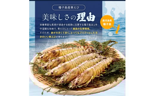 種子島 産 【３L 】 車えび （250ｇ×2＝500ｇ）　NFN553　325ｐｔ // 安全 元気 食べ応え抜群 ジャンボサイズ 真空パック 加熱用 特大サイズ 見栄え 活きえび 生エビ 新鮮 黒