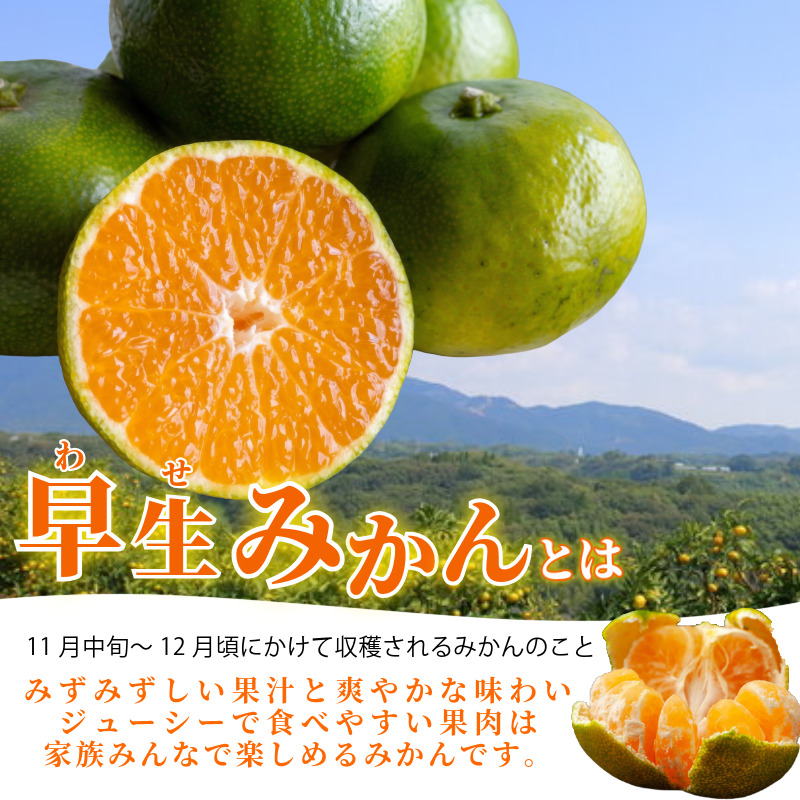 みかん 早生みかん 5kg 4.8kg＋傷み補償分200g 早生 柑橘 フルーツ 果物 みかん ミカン みかん 蜜柑 早採り オレンジ 1万円未満 徳島県 勝浦町 徳島市 八多町