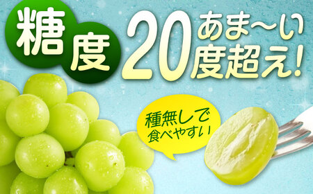 数量限定/9月上旬～9月下旬頃発送 沼隈ぶどう シャインマスカット 約1kg(2房) 広島県福山市/福山市農業協同組合　沼隈グリーンセンター ぶどう ブドウ 葡萄 種なし 大粒 マスカット シャインマ