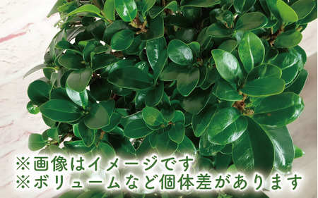 2026年4月下旬～発送 観葉植物 ガジュマル 曲がり 大鉢 T&P 110-1390 観葉植物