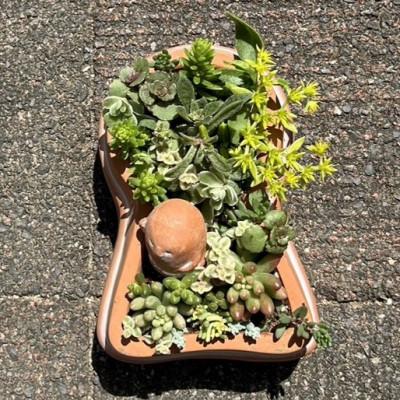 ふるさと納税 藤井寺市 前方後円墳の多肉植物寄せ植え |  | 01