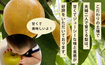 【2026年8月中旬～発送】豊永の 梨 約5kg 熊本 070-0592