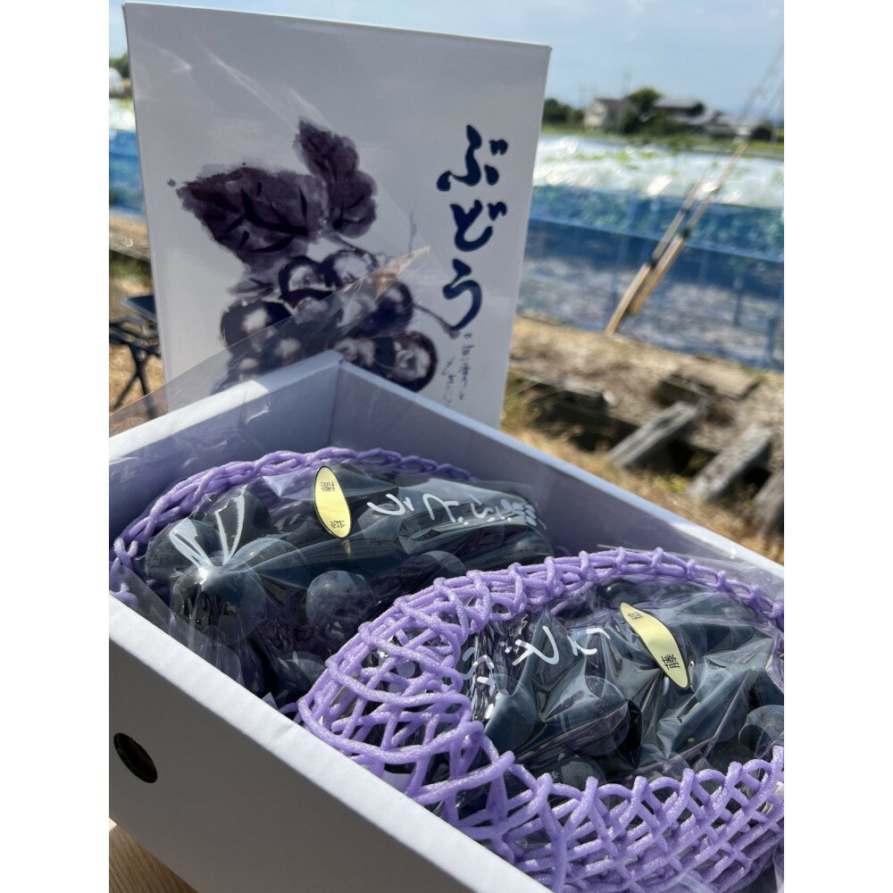 【ふるさと納税】【先行予約】神戸産大粒ぶどうの大様（藤稔）1.2kg(朝採り直送）完熟収穫 | 神戸市 ブドウ ぶどう 葡萄 ひさもりファーム ジューシー 果物 フルーツ 人気 おすすめ 送料無料