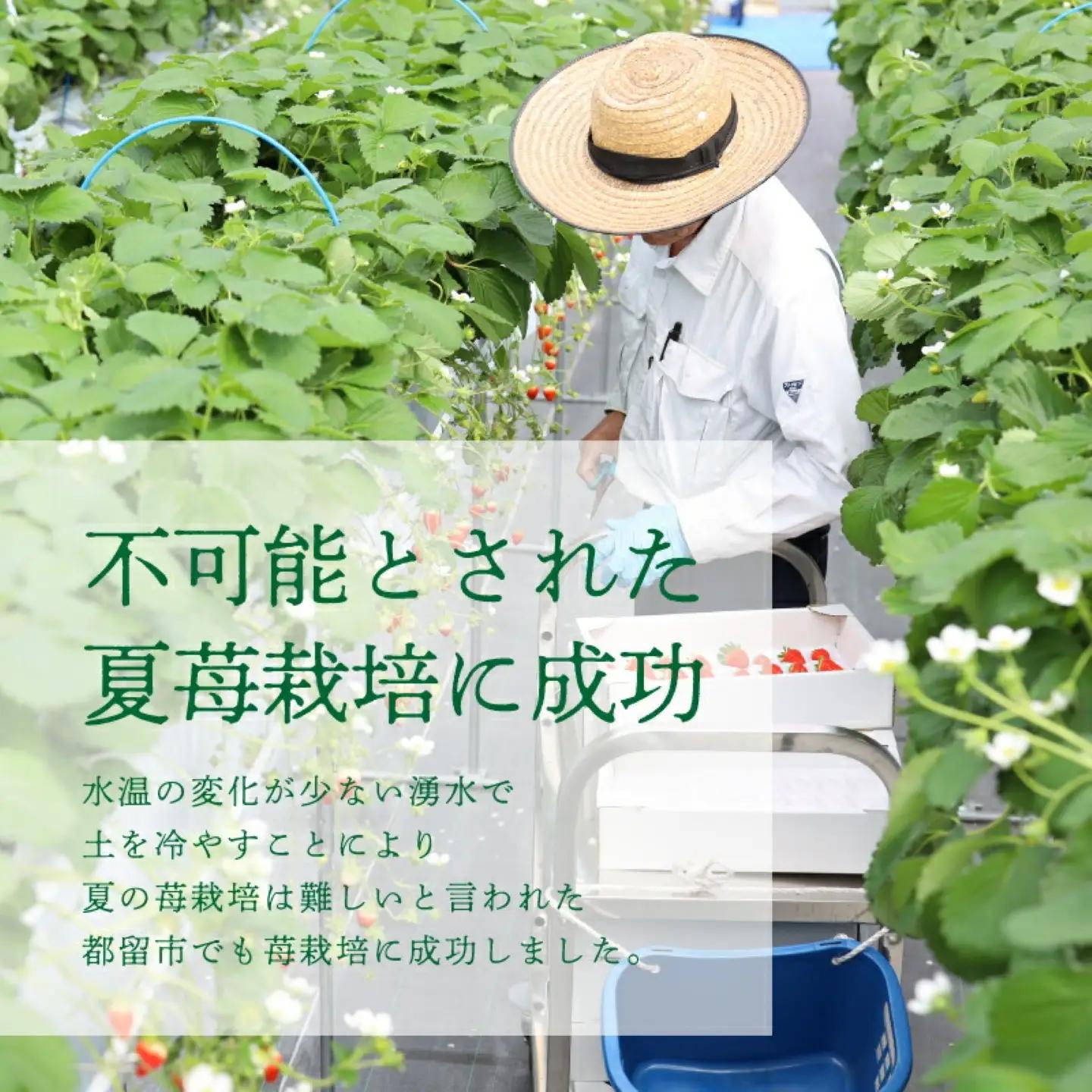 【2026年先行予約】山梨の夏秋いちご　ご家庭用 200ｇ× 4パック
