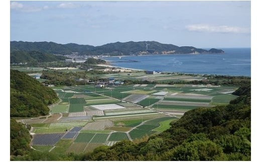 フルーツ玉ねぎ３kg　淡路島フルーツ玉ねぎ3kg・テレビや雑誌で多数紹介