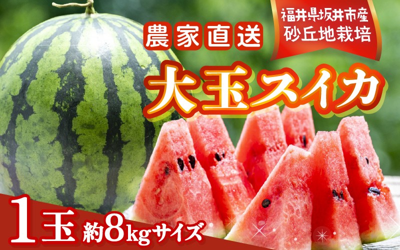 
                  【先行予約】農家直送 砂丘地ハウス栽培 福井県坂井市産大玉スイカ 8kgサイズ 1玉【2027年6月中旬以降順次発送予定】 [A-21805]
                